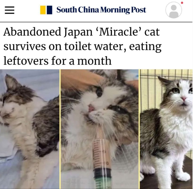 An abandoned cat named "Miracle" survived by eating leftovers and toilet water for a month": In Japan
